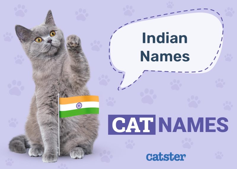 Indian Names for Cat