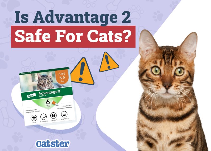 Catster_Is Advantage 2 Safe for Cats