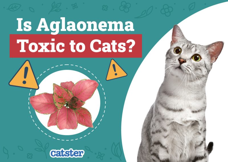 Catster_Is Aglaonema Toxic to Cats