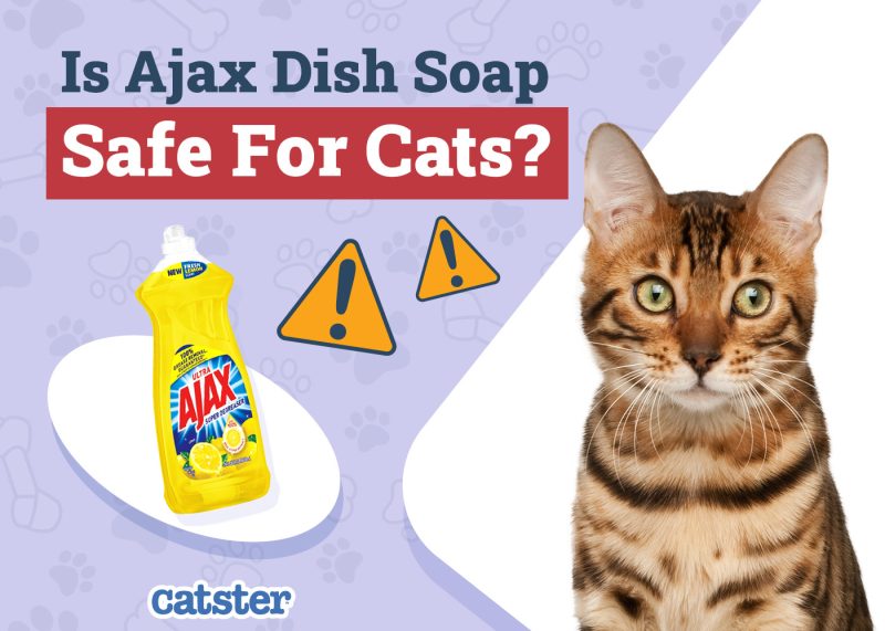 Catster_Is Ajax Dish Soap Safe for Cats