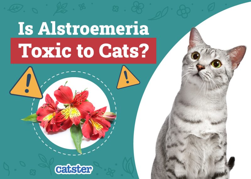 Catster_Is Alstroemeria Toxic to Cats