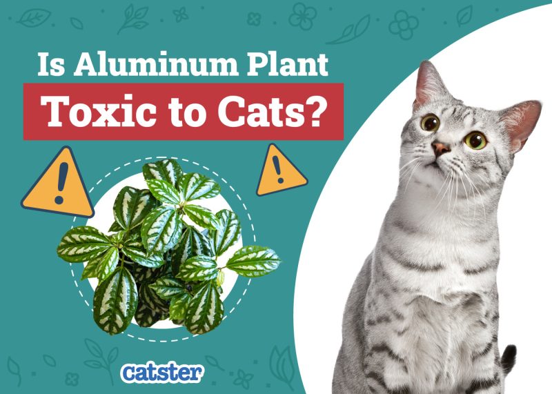 Catster_Is Aluminum Plant Toxic to Cats