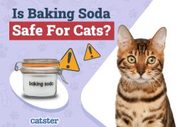 Is Baking Soda Safe for Cats? Our Vet Explains Dangers & Safe Uses