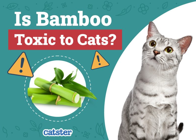 Catster_Is Bamboo Toxic to Cats