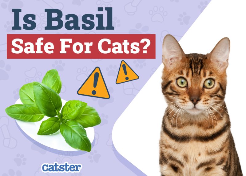 Catster_Is Basil Safe for Cats