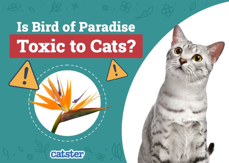 Catster_Is Bird of Paradise Toxic to Cats