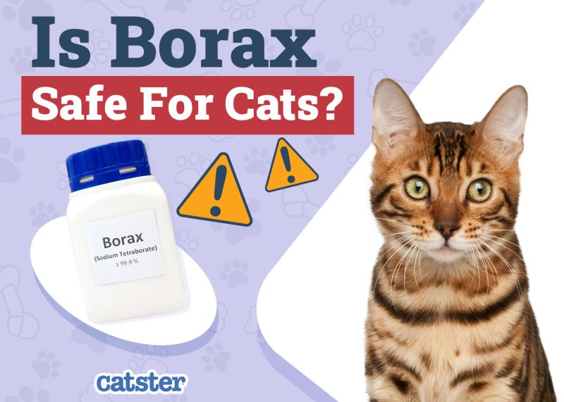 Catster_Is Borax Safe for Cats