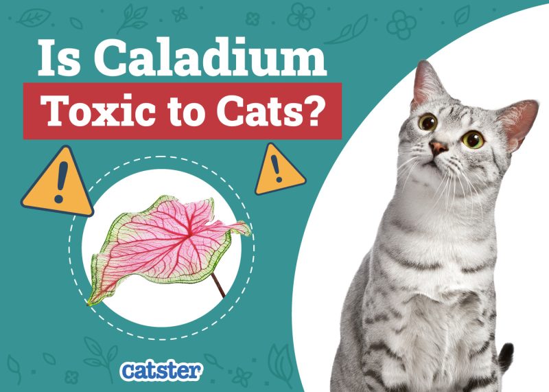 Catster_Is Caladium Toxic to Cats