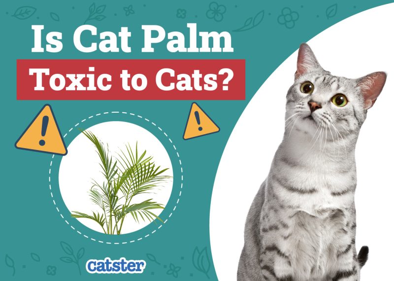 Catster_Is Cat Palm Toxic to Cats