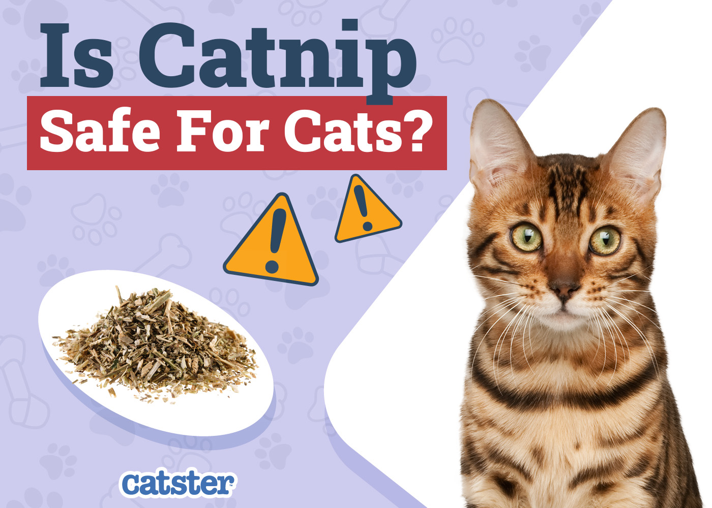 Catster_Is Catnip Safe for Cats