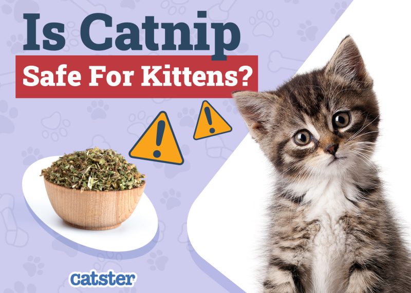 Catster_Is Catnip Safe for Kittens