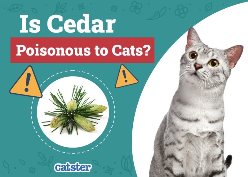 Catster_Is Cedar Poisonous to Cats