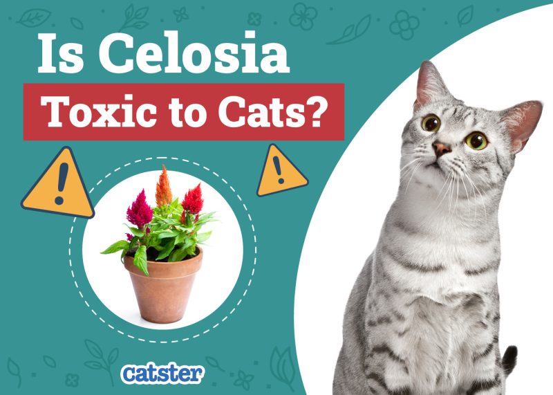 Catster_Is Celosia Toxic to Cats