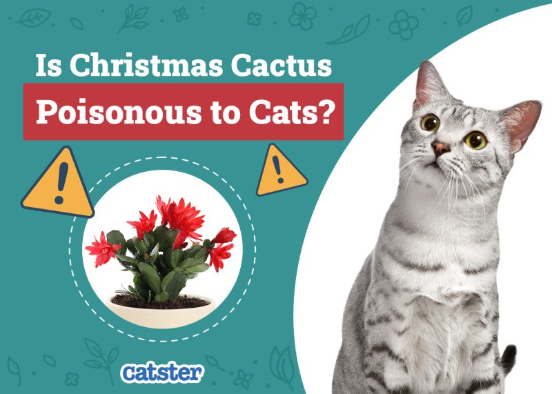 Catster_Is Christmas Cactus Poisonous to Cats