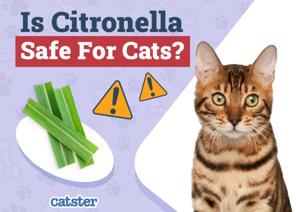 Picture of Is Citronella Safe for Cats? Vet-Approved Facts & FAQ - Catster