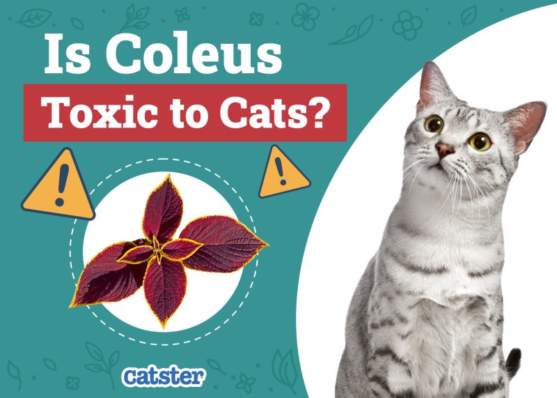Catster_Is Coleus Toxic to Cats