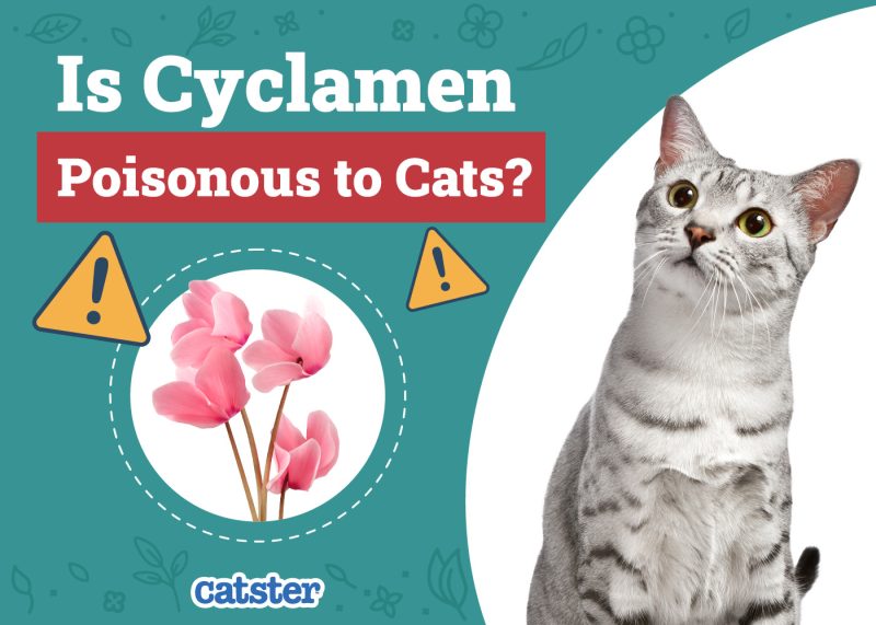 Catster_Is Cyclamen Poisonous to Cats