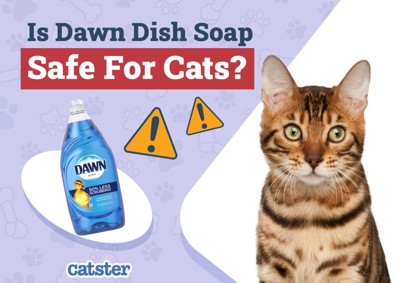 Catster_Is Dawn Dish Soap Safe for Cats