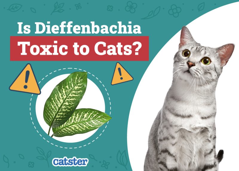Catster_Is Dieffenbachia Toxic to Cats