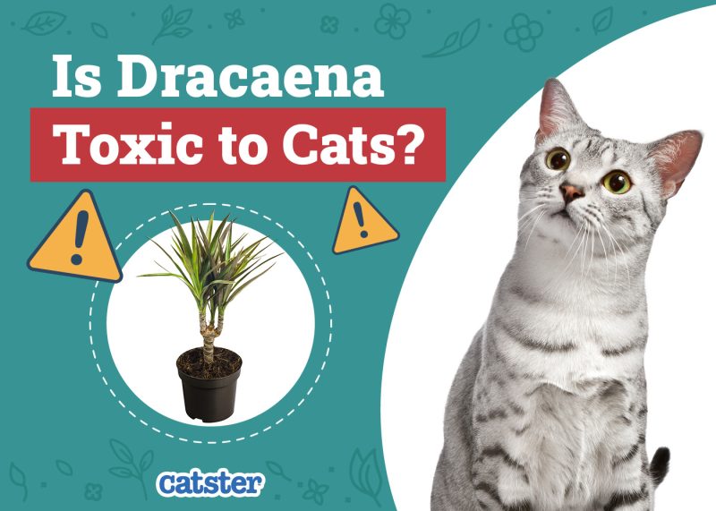 Catster_Is Dracaena Toxic to Cats