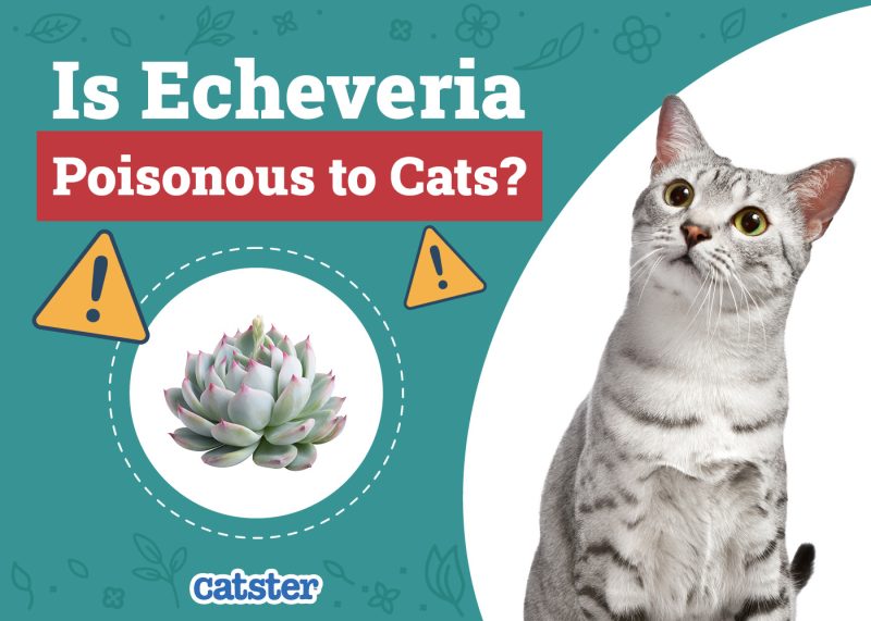 Catster_Is Echeveria Poisonous to Cats