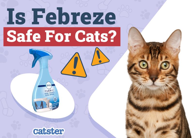 Catster_Is Febreze Safe for Cats