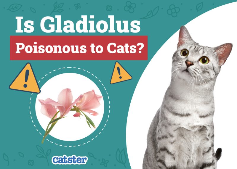 Catster_Is Gladiolus Poisonous to Cats