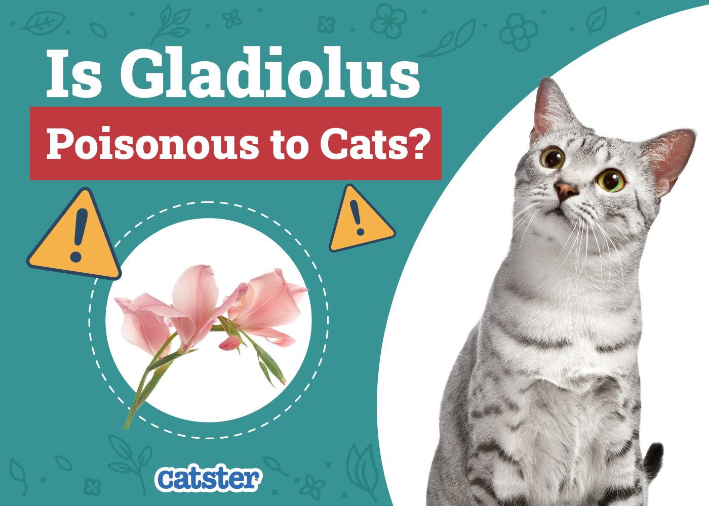 Catster_Is Gladiolus Poisonous to Cats