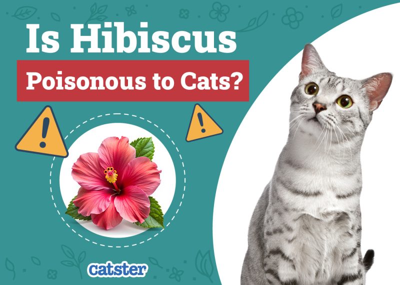 Catster_Is Hibiscus Poisonous to Cats