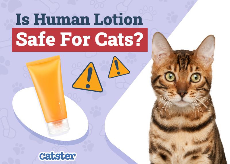 Catster_Is Human Lotion Safe for Cats