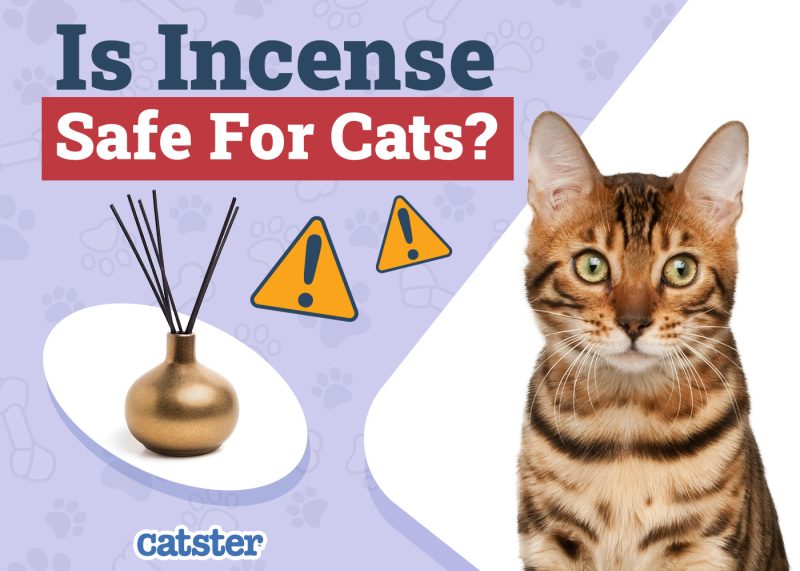 Catster_Is Incense Safe for Cats