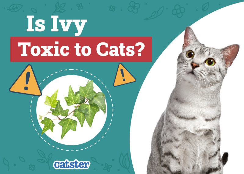 Catster_Is Ivy Toxic to Cats