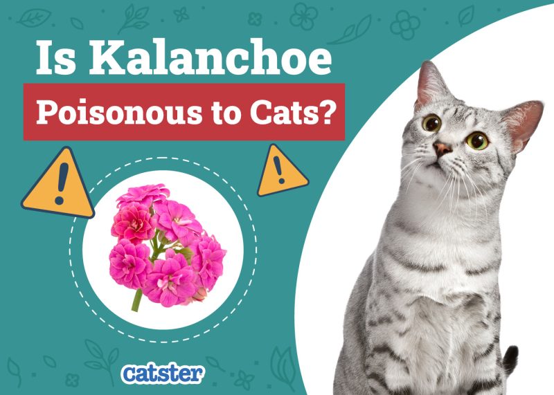 Catster_Is Kalanchoe Poisonous to Cats