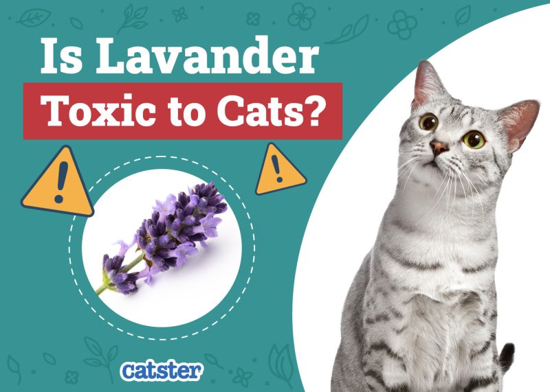 Catster_Is Lavander Toxic to Cats