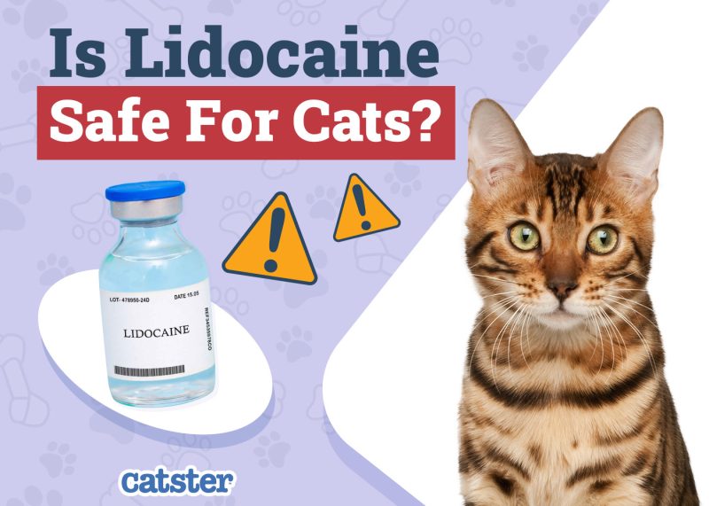 Catster_Is Lidocaine Safe for Cats