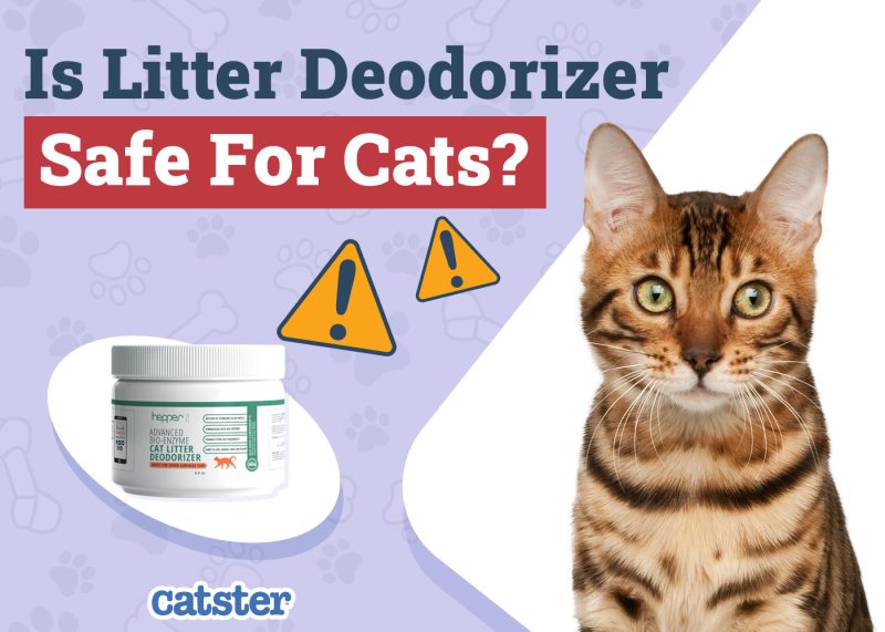 Catster_Is Litter Deodorizer Safe for Cats
