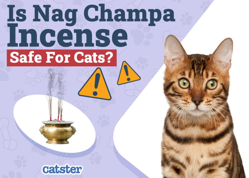 Catster_Is Nag Champa Incense Safe for Cats