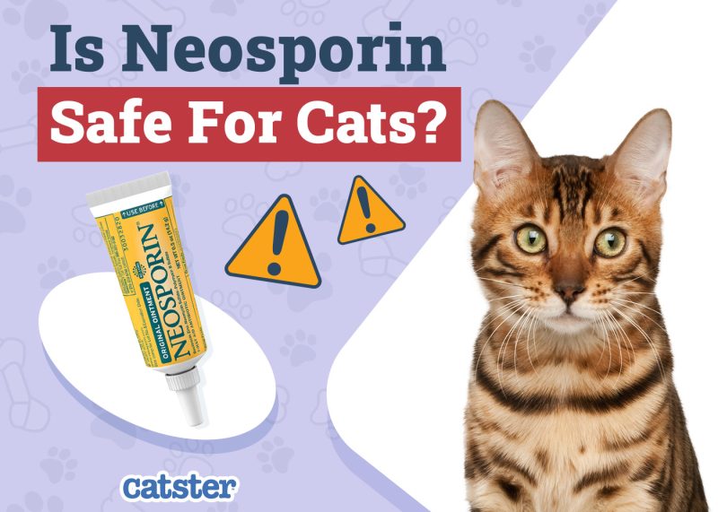 Catster_Is Neosporin Safe for Cats