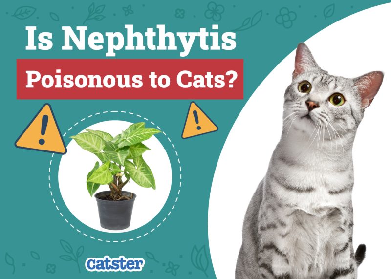 Catster_Is Nephthytis Poisonous to Cats