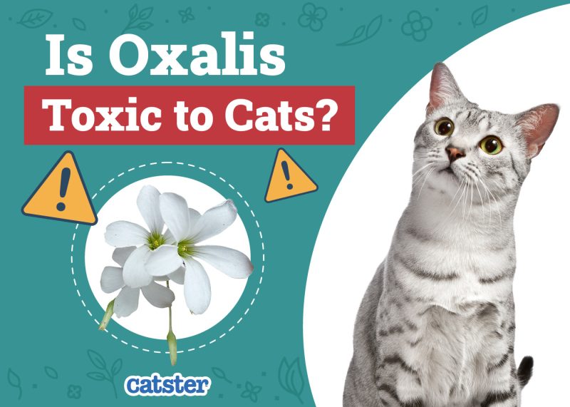 Catster_Is Oxalis Shamrock Toxic to Cats