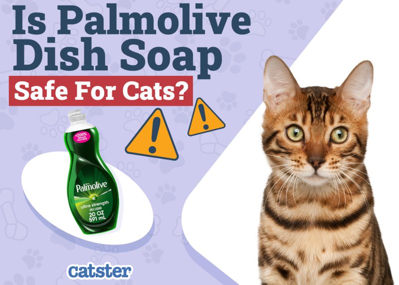 Catster_Is Palmolive Dish Soap Safe for Cats