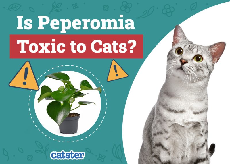 Catster_Is Peperomia Toxic to Cats