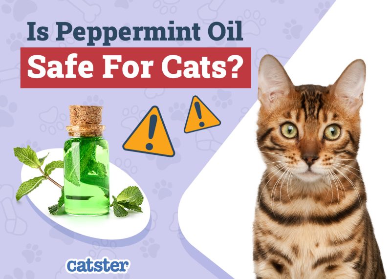 Catster_Is Peppermint Oil Safe for Cats