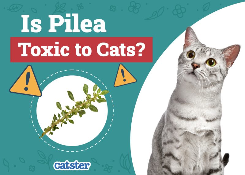 Catster_Is Pilea Toxic to Cats