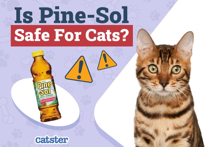 Catster_Is Pine-Sol Safe for Cats