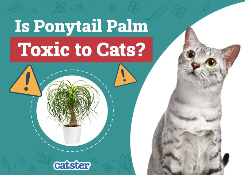 Catster_Is Ponytail Palm Toxic to Cats