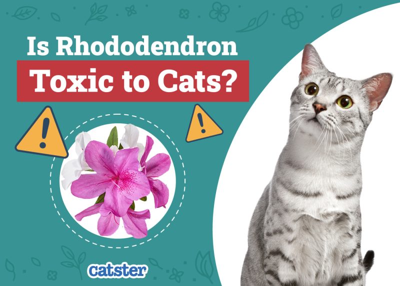 Catster_Is Rhododendron Toxic to Cats