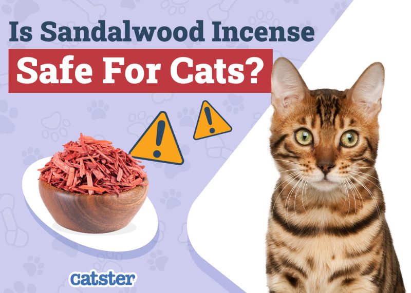 Catster_Is Sandalwood Incense Safe for Cats