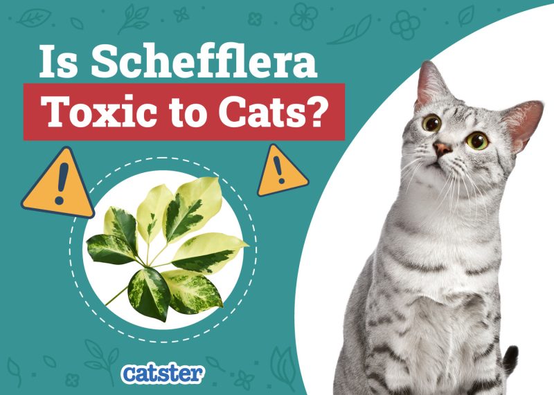 Catster_Is Schefflera Toxic to Cats