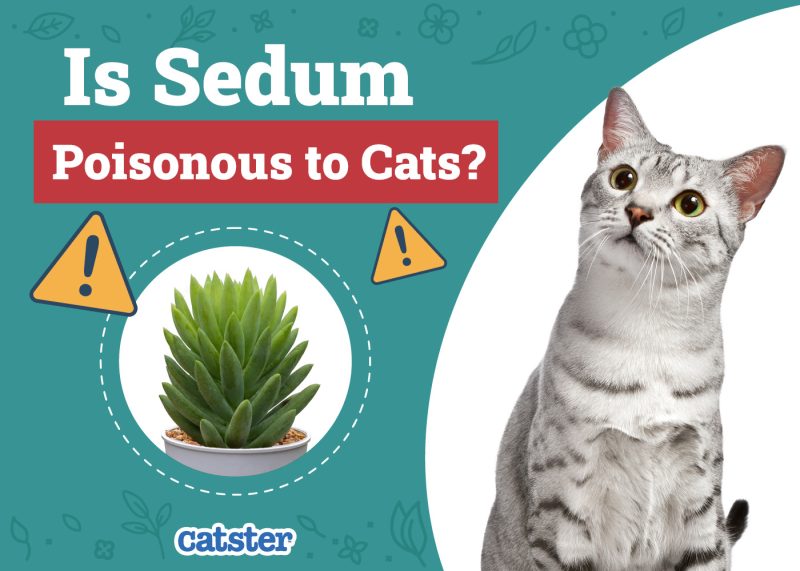 Catster_Is Sedum Poisonous to Cats